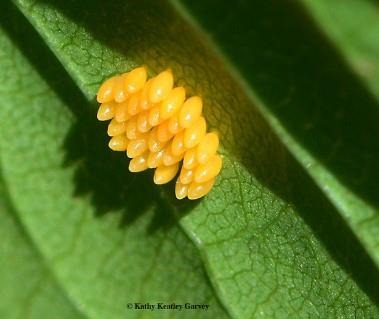 Can Lady Beetle Larvae Eat Aphids?